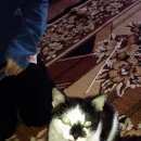 Подробнее об объявлении «Ковров Пропал кот» Фото: пропала кошка  «Ковров Пропал кот» в г. Ковров