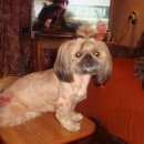 Подробнее об объявлении «Пропала собака Самара» Фото: пропала собака Ши-тцу «Пропала собака Самара» в г. Самара