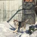 Подробнее об объявлении «Пропала собака Ростов-на-Дону» Фото: пропала собака Сибирская хаски «Пропала собака Ростов-на-Дону» в г. Ростов-на-Дону