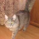 Подробнее об объявлении «Севастополь Пропала кошка» Фото: пропала кошка  «Севастополь Пропала кошка» в г. Севастополь