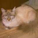 Подробнее об объявлении «Липецк Найдена кошка» Фото: найдена кошка Балийская (балинез) «Липецк Найдена кошка» в г. Липецк