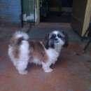 Подробнее об объявлении «Пропала собака Нижний Новгород» Фото: пропала собака Ши-тцу «Пропала собака Нижний Новгород» в г. Нижний Новгород
