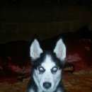 Подробнее об объявлении «Липецк Пропала собака кобель сабака г» Фото: пропала собака Сибирская хаски «Липецк Пропала собака кобель сабака г» в г. Липецк