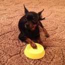 Подробнее об объявлении «Пропала собака кобель Санкт-Петербург» Фото: пропала собака Русский той-терьер «Пропала собака кобель Санкт-Петербург» в г. Санкт-Петербург