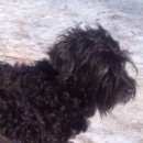 Подробнее об объявлении «Пропала собака кобель Санкт-Петербург» Фото: пропала собака Цвергшнауцер «Пропала собака кобель Санкт-Петербург» в г. Санкт-Петербург