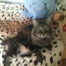 Подробнее об объявлении «Дубна Пропал кот» Фото: пропала кошка Курильский бобтейл «Дубна Пропал кот» в г. Дубна