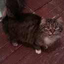 Подробнее об объявлении «Найдена кошка Ханты-Мансийск» Фото: найдена кошка  «Найдена кошка Ханты-Мансийск» в г. Ханты-Мансийск