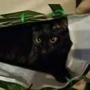 Подробнее об объявлении «Пропал кот Кингисепп» Фото: пропала кошка  «Пропал кот Кингисепп» в г. Кингисепп