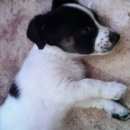 Подробнее об объявлении «Нижнекамск Пропала собака кобель» Фото: пропала собака  «Нижнекамск Пропала собака кобель» в г. Нижнекамск