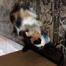 Подробнее об объявлении «Найдена кошка трёх цветная Реутов» Фото: найдена кошка  «Найдена кошка трёх цветная Реутов» в г. Реутов