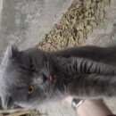 Подробнее об объявлении «Найден кот Оренбург» Фото: найдена кошка Британская короткошерстная «Найден кот Оренбург» в г. Оренбург