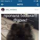 Подробнее об объявлении «Ростов-на-Дону Пропала собака кобель» Фото: пропала собака Померанский шпиц «Ростов-на-Дону Пропала собака кобель» в г. Ростов-на-Дону