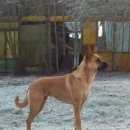 Подробнее об объявлении «Пропала собака Санкт-Петербург» Фото: пропала собака  «Пропала собака Санкт-Петербург» в г. Санкт-Петербург