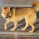 Подробнее об объявлении «Пропала собака Конаково» Фото: пропала собака  «Пропала собака Конаково» в г. Конаково