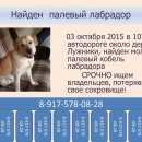 Подробнее об объявлении «Найдена собака кобель Ступино» Фото: найдена собака Лабрадор ретривер «Найдена собака кобель Ступино» в г. Ступино