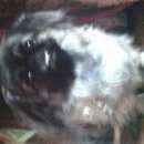 Подробнее об объявлении «Пропала собака помогите найти собачку Кемерово» Фото: пропала собака Пекинес «Пропала собака помогите найти собачку Кемерово» в г. Кемерово