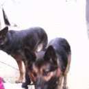 Подробнее об объявлении «Егорьевск Найдена собака кобель» Фото: найдена собака Немецкая овчарка «Егорьевск Найдена собака кобель» в г. Егорьевск