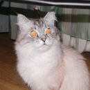 Подробнее об объявлении «Дубна Пропала кошка» Фото: пропала кошка Невская маскарадная «Дубна Пропала кошка» в г. Дубна