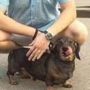 Подробнее об объявлении «Пропала собака кобель Нижний Новгород» Фото: пропала собака  «Пропала собака кобель Нижний Новгород» в г. Нижний Новгород