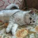 Подробнее об объявлении «Найдена кошка в Калуга» Фото: найдена кошка  «Найдена кошка в Калуга» в г. Калуга