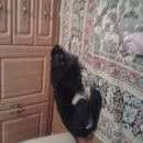 Подробнее об объявлении «Пропала собака кобель Ханты-Мансийск» Фото: пропала собака  «Пропала собака кобель Ханты-Мансийск» в г. Ханты-Мансийск