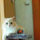 Подробнее об объявлении «Найдена кошка Ханты-Мансийск» Фото: найдена кошка  «Найдена кошка Ханты-Мансийск» в г. Ханты-Мансийск