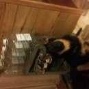 Подробнее об объявлении «Пропала собака немецкая овчарка Ульяновск» Фото: пропала собака Немецкая овчарка «Пропала собака немецкая овчарка Ульяновск» в г. Ульяновск