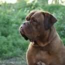 Подробнее об объявлении «Пропала собака девочка бордосского дога Новосибирск» Фото: пропала собака Бордоский дог «Пропала собака девочка бордосского дога...» в г. Новосибирск