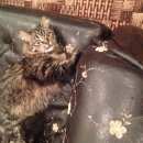 Подробнее об объявлении «Пропала кошка Кемерово» Фото: пропала кошка  «Пропала кошка Кемерово» в г. Кемерово