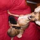 Подробнее об объявлении «Пропала собака помогите найти Омск» Фото: пропала собака Той-терьер «Пропала собака помогите найти Омск» в г. Омск