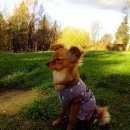 Подробнее об объявлении «Пропала собака кобель русский той терьер рыжий Санкт-Петербург» Фото: пропала собака Русский той-терьер «Пропала собака кобель русский той терьер рыжий...» в г. Санкт-Петербург