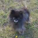 Подробнее об объявлении «Пропала собака Санкт-Петербург» Фото: пропала собака Немецкий шпиц «Пропала собака Санкт-Петербург» в г. Санкт-Петербург