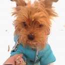 Подробнее об объявлении «Пропала собака кобель Санкт-Петербург» Фото: пропала собака Йоркширский терьер «Пропала собака кобель Санкт-Петербург» в г. Санкт-Петербург