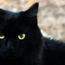 Подробнее об объявлении «Пропала кошка Оренбург» Фото: пропала кошка  «Пропала кошка Оренбург» в г. Оренбург