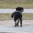 Подробнее об объявлении «Пропала собака Санкт-Петербург» Фото: пропала собака Лхасский апсо «Пропала собака Санкт-Петербург» в г. Санкт-Петербург