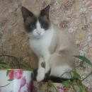 Подробнее об объявлении «Пропал кот Чехов» Фото: пропала кошка  «Пропал кот Чехов» в г. Чехов