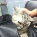 Подробнее об объявлении «Найден кот Москва» Фото: найдена кошка Британская короткошерстная «Найден кот Москва» в г. Москва