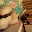 Подробнее об объявлении «Мытищи Пропал кот сиамской породы» Фото: пропала кошка Сиамская «Мытищи Пропал кот сиамской породы» в г. Мытищи