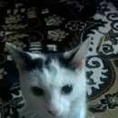 Подробнее об объявлении «Найдена кошка Ханты-Мансийск» Фото: найдена кошка  «Найдена кошка Ханты-Мансийск» в г. Ханты-Мансийск