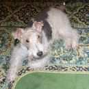 Подробнее об объявлении «Пропала собака кобель Новосибирск» Фото: пропала собака Фокстерьер «Пропала собака кобель Новосибирск» в г. Новосибирск