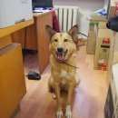 Подробнее об объявлении «Найдена собака рыжая с белым подпалом помесь лайки Тюмень» Фото: найдена собака  «Найдена собака рыжая с белым подпалом помесь...» в г. Тюмень