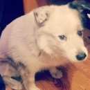 Подробнее об объявлении «Пропала собака кобель Санкт-Петербург» Фото: пропала собака  «Пропала собака кобель Санкт-Петербург» в г. Санкт-Петербург