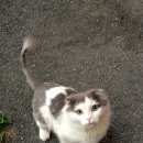 Подробнее об объявлении «Найден кот Ханты-Мансийск» Фото: найдена кошка  «Найден кот Ханты-Мансийск» в г. Ханты-Мансийск