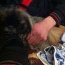 Подробнее об объявлении «Пропала собака Симферополь» Фото: пропала собака Пекинес «Пропала собака Симферополь» в г. Симферополь