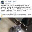 Подробнее об объявлении «Найдена кошка Краснодар» Фото: найдена кошка  «Найдена кошка Краснодар» в г. Краснодар