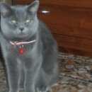 Подробнее об объявлении «Улан-Удэ Пропала кошка» Фото: пропала кошка Британская короткошерстная «Улан-Удэ Пропала кошка» в г. Улан-Удэ