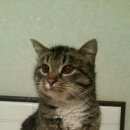 Подробнее об объявлении «Химки Найдена кошка» Фото: найдена кошка  «Химки Найдена кошка» в г. Химки