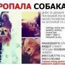 Подробнее об объявлении «Москва Пропала собака кобель чихуа рыжий» Фото: пропала собака Чихуахуа «Москва Пропала собака кобель чихуа рыжий» в г. Москва