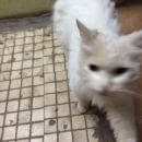 Подробнее об объявлении «Найдена кошка Мытищи» Фото: найдена кошка  «Найдена кошка Мытищи» в г. Мытищи