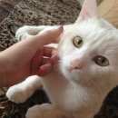 Подробнее об объявлении «Подольск Пропал кот» Фото: пропала кошка  «Подольск Пропал кот» в г. Подольск